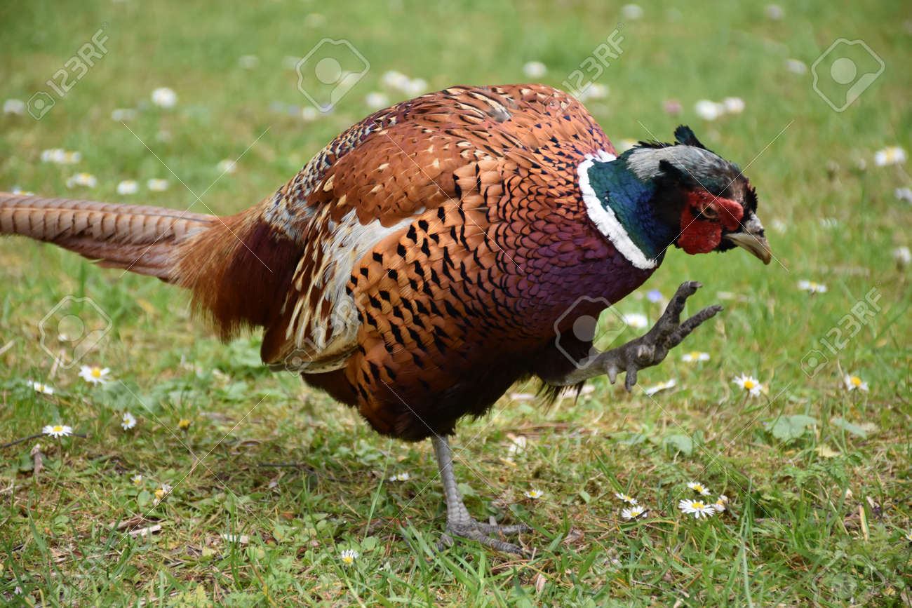 売れ筋商品 鳥の羽根 キジの翼と足 自然ウォチング